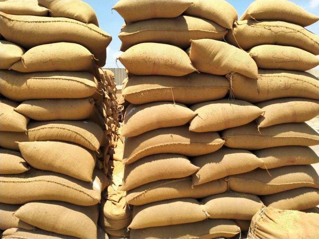 مصر تعلن بدء توزيع تقاوى القمح والفول وكافة المحاصيل الشتوية قبل شهرين من موسم الزراعة